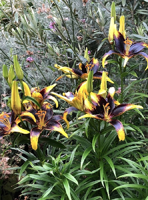 Лилия Лайон Харт